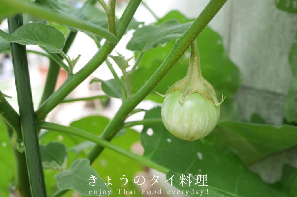 マクアポ　タイナス9kg タイナス／マクアポ＜茄子：旬の野菜百科