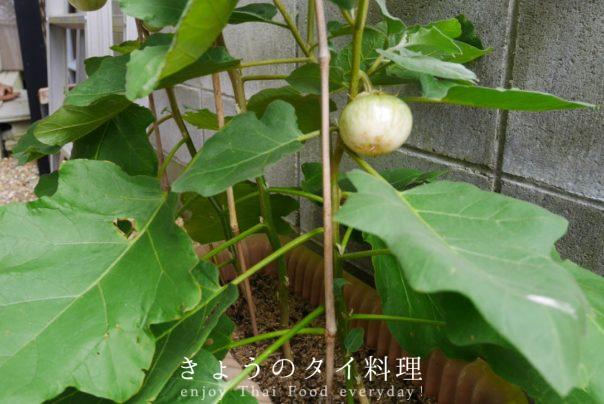 タイ野菜いろいろ家庭菜園。いつの間にか収穫されていたよ | きょうの